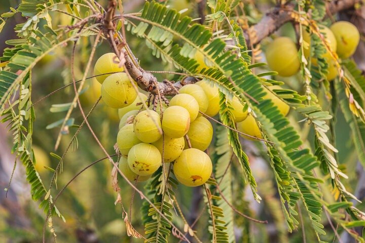 आंवला: आयुर्वेद का अमर रसायन धात्री फल Amla fruits and leaflets