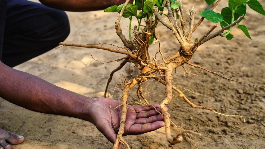 A person carrying the plants of Ashwagandha in hands
