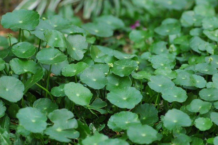 ब्राह्मी के फायदे: आयुर्वेदिक गुण-कर्म, स्मरण शक्ति, तनाव, सही खुराक | Brahmi Benefits in Hindi brahmi medicinal plants