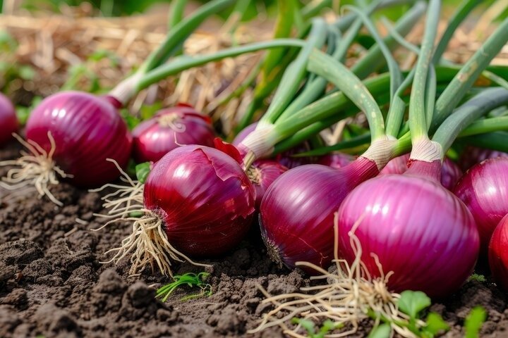 प्याज (पलांडु): जानिए बालों व सेहत के लिए 10 रामबाण नुस्खे fresh green onions