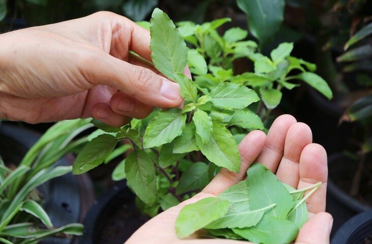 मुख्य पृष्ठ tulsi leaves in hand